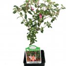 Fuchsia Lottie Hobby Live Plant Indoors Outdoor Fairy Garden Shade 2.5" Pot