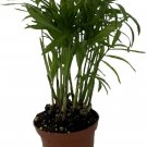 Neanthe Bella Palm Super Sale Victorian Parlor Palm Live Plant - 2.5" Pot