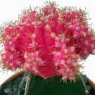 Cactus Desert Grafted Pretty In Pink Moon Easy To Grow House Live Plant 3" Pot