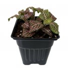 Fittonia Pink Veined Nerve Live Plant Easy Houseplant Indoor 4" Pot