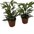 Aralia Elegantissima Threadleaf Bianca Easy Homegrow Live Plant 2 Pack In 2" Pot