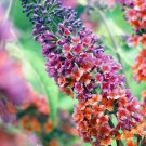 Bi-Color Buddleia-Butterfly Bush Spectacular Flowering Potted Starter Live Plant