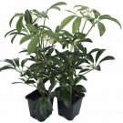 Hawaiian Schefflera Creme & Green 2 Plants Great Live Indoors Plant 3" Pot