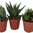 3 Plants Different Haworthia Collection Easy to Grow/Hard to Kill 2" Pot Indoor
