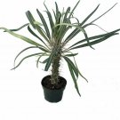 Pachypodium Lamerei Live Plant Madagascar Palm Exotic & Easy 4" Pot Ind/Outdoor