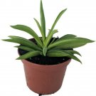 Peperomia Ferreyrae Happy Green Bean Peperomia Easy to Grow Houseplant 2.5" Pot