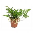 Davallia Tyermanni White Rabbit's Foot Fern 3.7" Pot Easy Fern Grow Live Plant