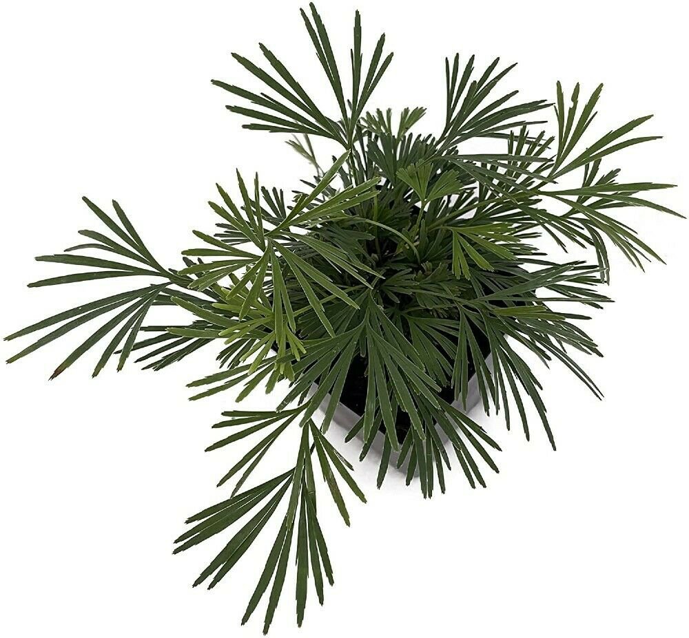 Semiflabellatta Arabian Rare Exotic Actiniopteri Fern Garden Live Plant 2.5" Pot