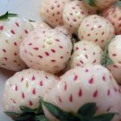 Strawberry White Carolina Pineberry Plants 10 Roots Bareroot Pineapple/Strawber
