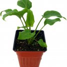 Philodendron Xanadu Live Plant Easy to Grow Houseplant Indoor 4" Pot