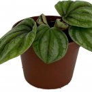 Turboensis Peperomia Turbos Collector's Series Easy Grow Out Live Plant 2.5" Pot