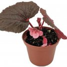 Begonia Lucerna Corallina Heirloom De Angel Wing Great House Live Plant 2.5" Pot