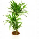 Warneckii Dragon Stripe Dracaena White Tree Easy Grow House Live Plant 3.5" Pot