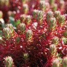 Sedum Stonecrop Wiggle Red Perennial Loves The Sun Garden Live Plant Quart Pot