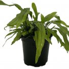 Diversifolium Fern Microsorium Kangaroo Paw Easy To Grow House Plant 4" Pot