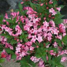 Weigela Twopink Czechmark Long Blooming Proven Winners Outdoor Live Plant 4" Pot