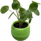 UFO Chinese Money Plant Pilea peperomioides in 3" Green Self Watering Pot