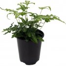 Pteris Ribbon Table Fern Silver Vascular Easy To Grow House Live Plant 3.5" Pot Condition:--