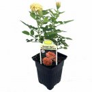 Rose Bush Parade Kyo Miniature Live Plant Fragrant Hardy 2.5" Pot Indoor Outdoor