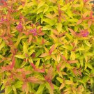 Spiraea Play Colorful Double Gold Proven Winners In & Outdoor Live Plant 4" Pot