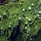 Plumosus Asparagus Fern Leaf Easy To Grow Indoor Live Plant 4" Pot