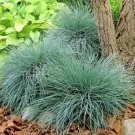 Fescue Ornamental Grass Blue Hardy Elijah Festuca Garden Live Plant Quart Pot