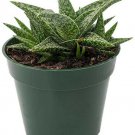 Aloe White Fox Easy To Grow Succulent Indoor Live Plant 4" Pot