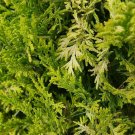 Chamaecyparis False Soft Gold Cypress Serve Proven Winners In & Out Plant 4" Pot