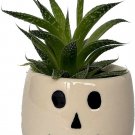Skeletons Salems Great Gift Ceramic Planter With Succulent In Live Plant 3" X 3"