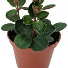 Peperomia Red Ecuador Live Plant 2.5" Pot Easy to Grow Succulent Houseplant
