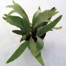 Platycerium Biforcatum Common Staghorn Fern 4" Pot Live Plant Indoor Houseplant