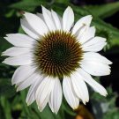 Coneflower Echinacea Pow Wow White In Out Live Plant Quart Pot