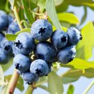 Blueberry Northcountry Self Fertile Wild Taste & Flavor Garden Live Plant 4" Pot