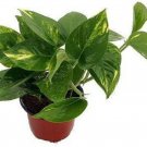 Epipremnum Scindapus Golden Devil's Ivy Pothos Live Plant 4" Pot
