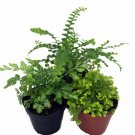 3 Terrariums Fairy Garden Mini Ferns Different Plants 2" Pots Live Plant