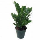Rare ZZ Zamioculcas Zamiifolia Easy to Grow House Live Plant 4" Pot