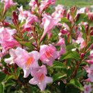 Weigela Proven Sonic Bloom Pure Pink Live Garden Plant Winners 4" Pot