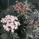 Sambucus Proven Laced Up Elderberry Indoor Outdoor Live Plant Winners 4" Pot