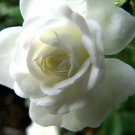 Fragrant Snow Bride Miniature Rose Bush Live Plant Hardy 4" Pot Outdoor Garden