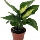 Dieffenbachia Marianne Tropic Colorful Exotic & Easy Grow Live Houseplant 4" Pot