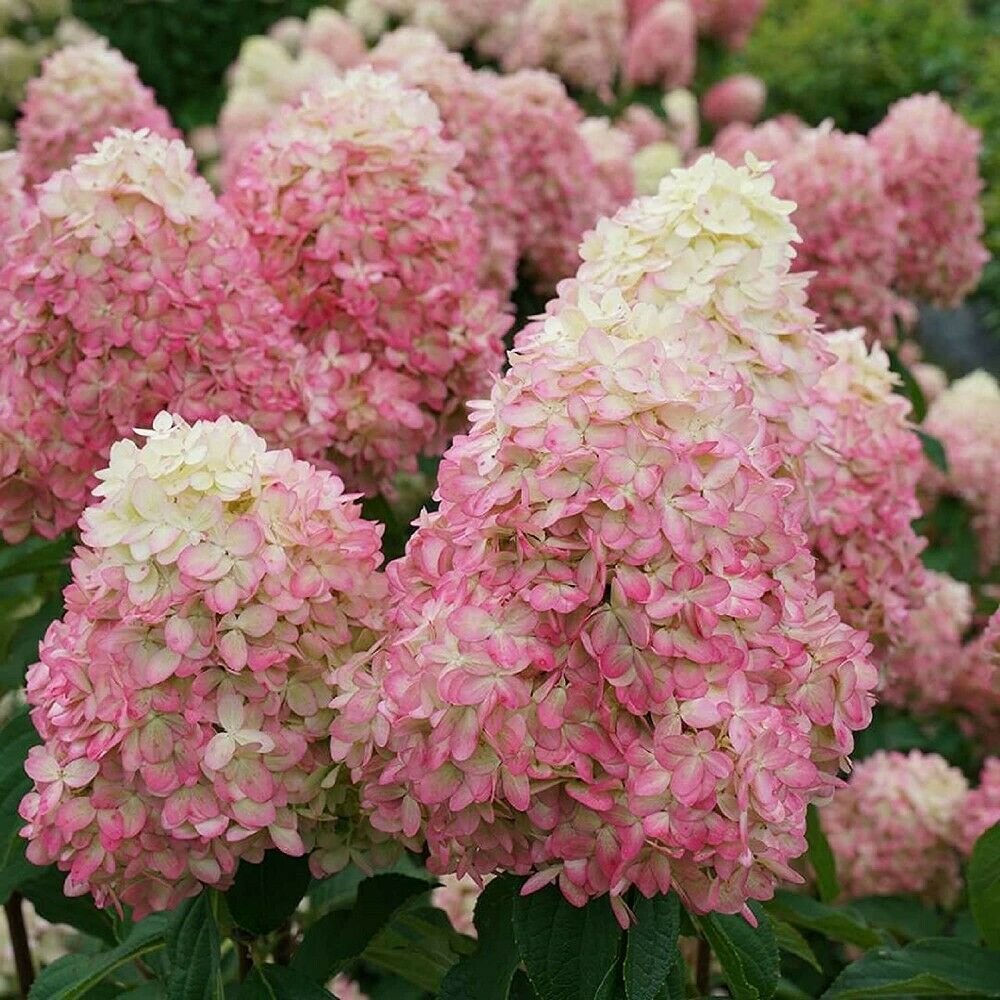 Hydrangea Limelight Panicle Prime Paniculata Hydrangea Proven Winners 4 ...