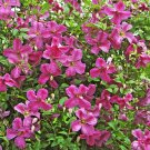 Clematis Mink Pink Flower Easy Indoor & Outdoor Live Plant Proven Winners 4" Pot