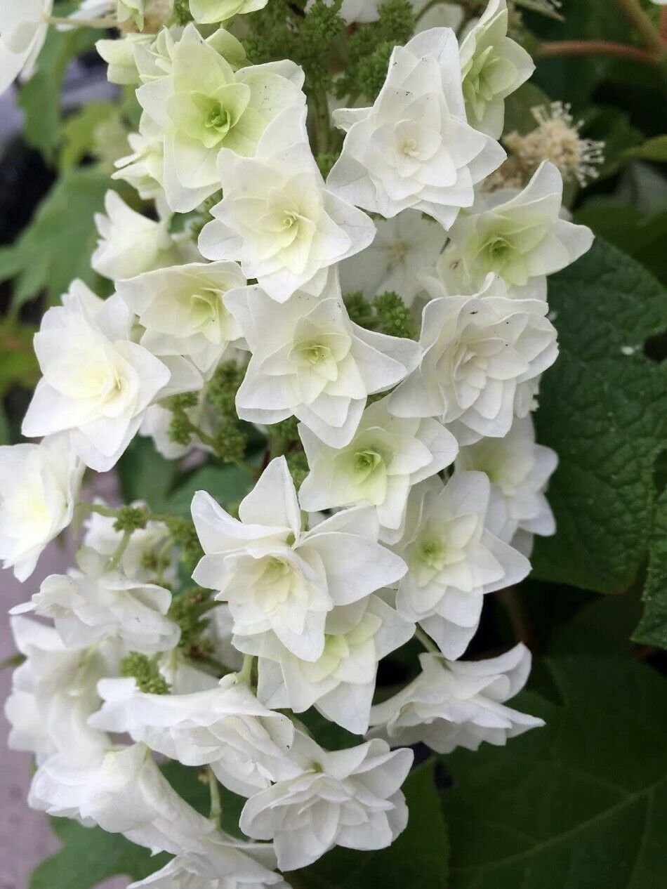 Hydrangea Star Oakleaf Snowflake Gatsby Proven Winners Garden Live Plant 4" Pot