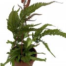 Quadriauritas Pteris Tricolors Fern Easy House Live Plant 4" Mini Hanging Basket