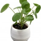 Peperomioides Money Chinese Pilea Indoors Live Plant 3" White Self Watering Pod