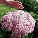 Hydrangea Perennial Blush Incrediball Flowers Proven Winners Garden Plant 4" Pot