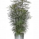 Dizygotheca Castor Aralia Mary Elegantissima Japanese House Plant Bonsai 4" Pot