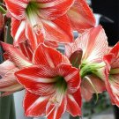 Amaryllis Fairytale Distinctivelys Small Flowers Candy Easy To Grow 30/+ Cm Bulb