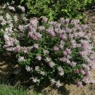 Syringa Kim Babys Lilac Glossys Shrub Garden Live Plant x4" Diagonal Top Of Pot