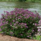 Syringa Lilac Dark Purple Bloomerang Proven Winners Outdoor Live Plant 4" Pot